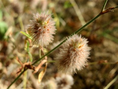 Hasen-Klee (Trifolium arvense) im Schwetzinger Hardt