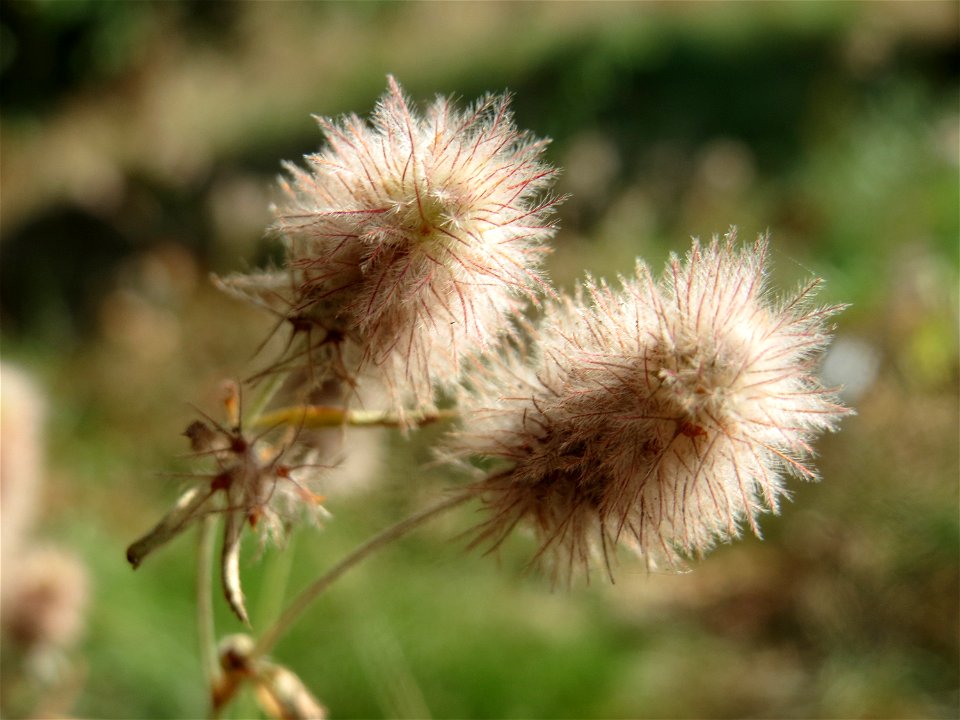 Hasen-Klee (Trifolium arvense) im Schwetzinger Hardt