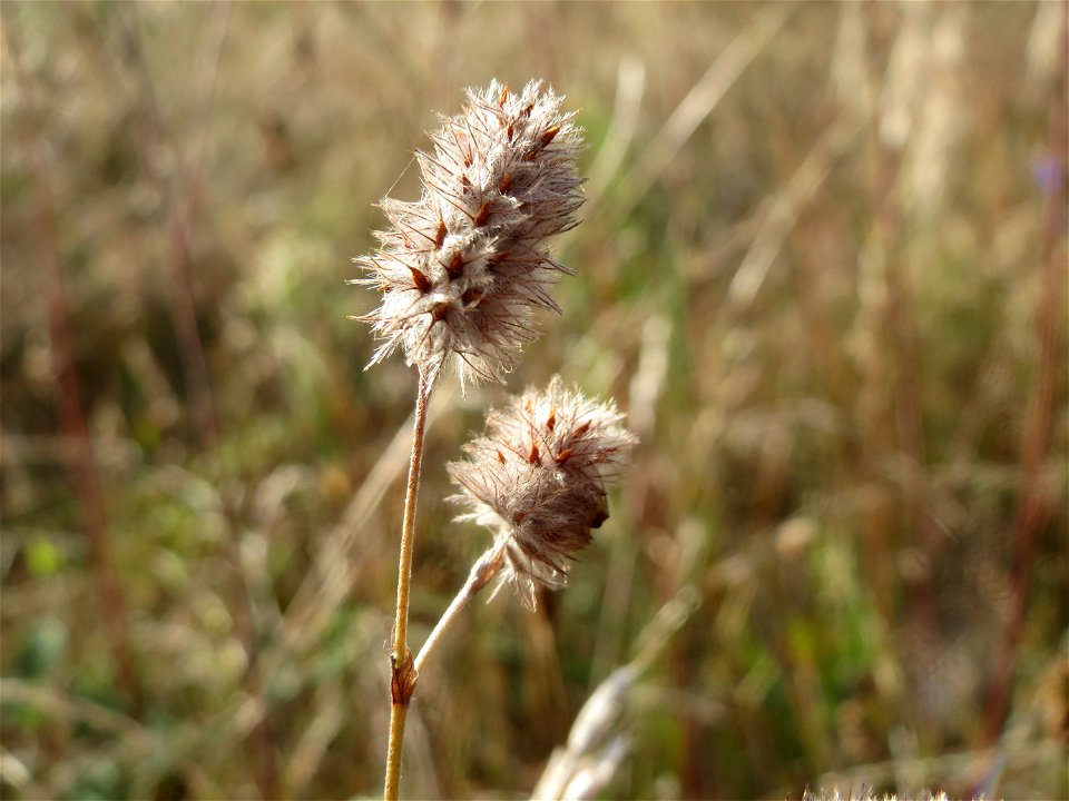 Hasen-Klee (Trifolium arvense) in Hockenheim