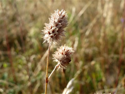 Hasen-Klee (Trifolium arvense) in Hockenheim