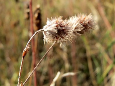 Hasen-Klee (Trifolium arvense) in Hockenheim