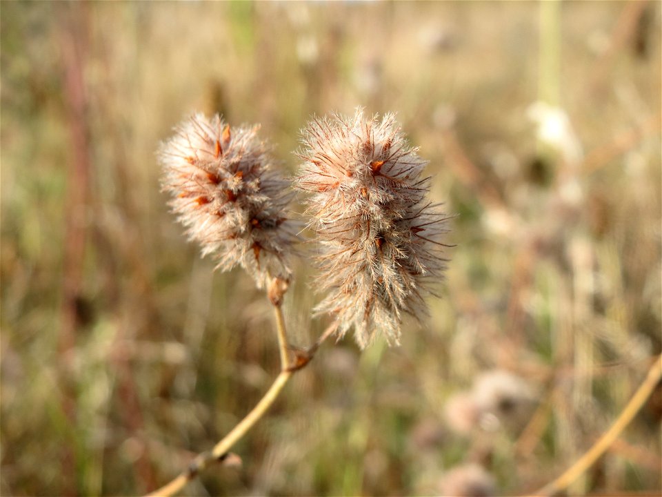 Hasen-Klee (Trifolium arvense) in Hockenheim