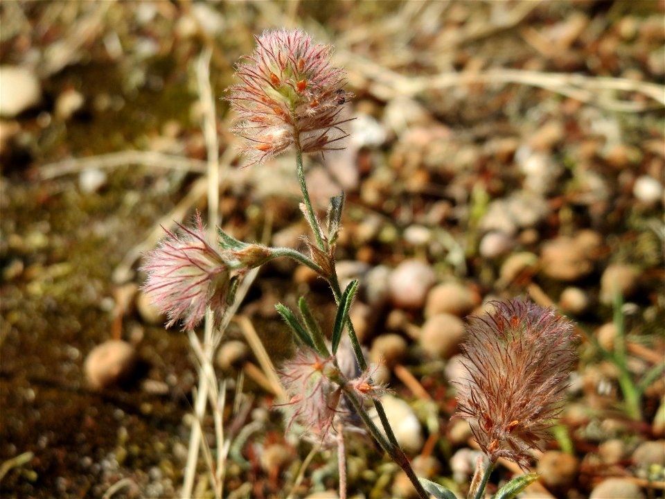 Hasen-Klee (Trifolium arvense) bei Neulußheim (Gemarkung Altlußheim)