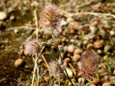 Hasen-Klee (Trifolium arvense) bei Neulußheim (Gemarkung Altlußheim)