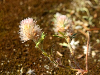 Hasenklee (Trifolium arvense) bei Neulußheim (Gemarkung Altlußheim)