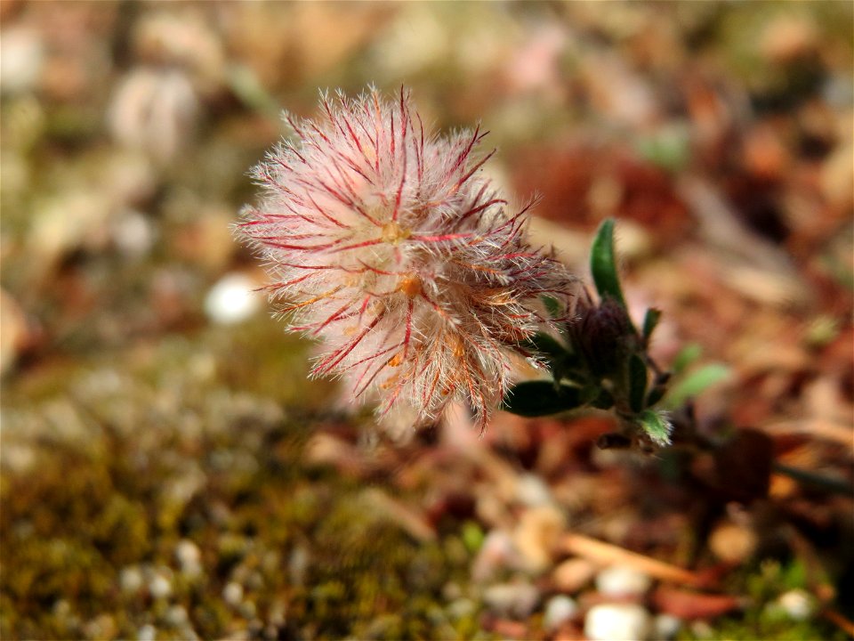 Hasenklee (Trifolium arvense) bei Neulußheim (Gemarkung Altlußheim)