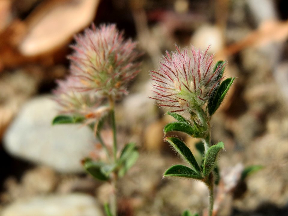 Hasenklee (Trifolium arvense) bei Neulußheim (Gemarkung Altlußheim)