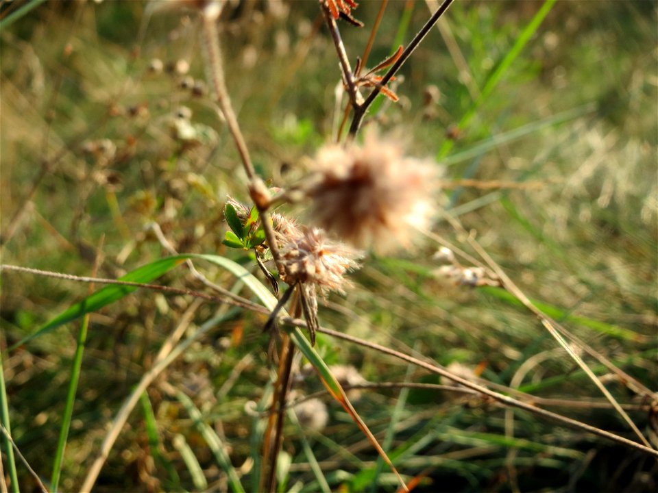 Fast verblühter Hasenklee (Trifolium arvense) bei Reilingen