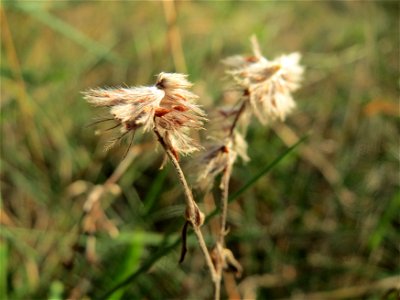 Fast verblühter Hasenklee (Trifolium arvense) bei Reilingen