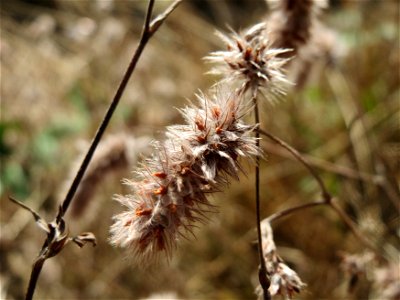 Hasen-Klee (Trifolium arvense) im Almet bei Sankt Arnual
