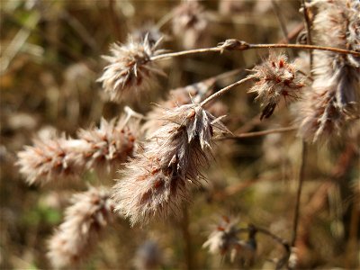 Hasen-Klee (Trifolium arvense) im Almet bei Sankt Arnual