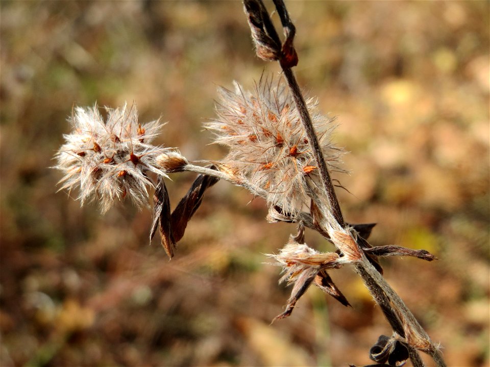 Hasen-Klee (Trifolium arvense) am Tierfriedhof in Alt-Saarbrücken