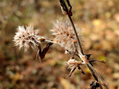 Hasen-Klee (Trifolium arvense) am Tierfriedhof in Alt-Saarbrücken
