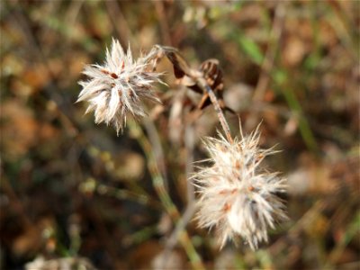 Hasen-Klee (Trifolium arvense) am Tierfriedhof in Alt-Saarbrücken