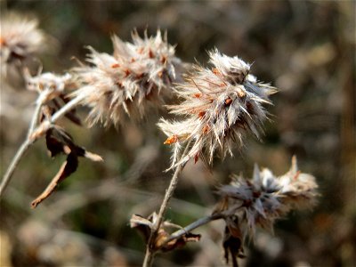 Hasen-Klee (Trifolium arvense) am Tierfriedhof in Alt-Saarbrücken