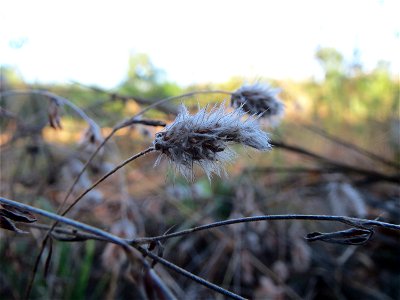 Verblühter Hasen-Klee (Trifolium arvense) auf einer Rodungsfläche zwischen B36 und L722 im Schwetzinger Hardt
