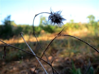 Verblühter Hasen-Klee (Trifolium arvense) auf einer Rodungsfläche zwischen B36 und L722 im Schwetzinger Hardt