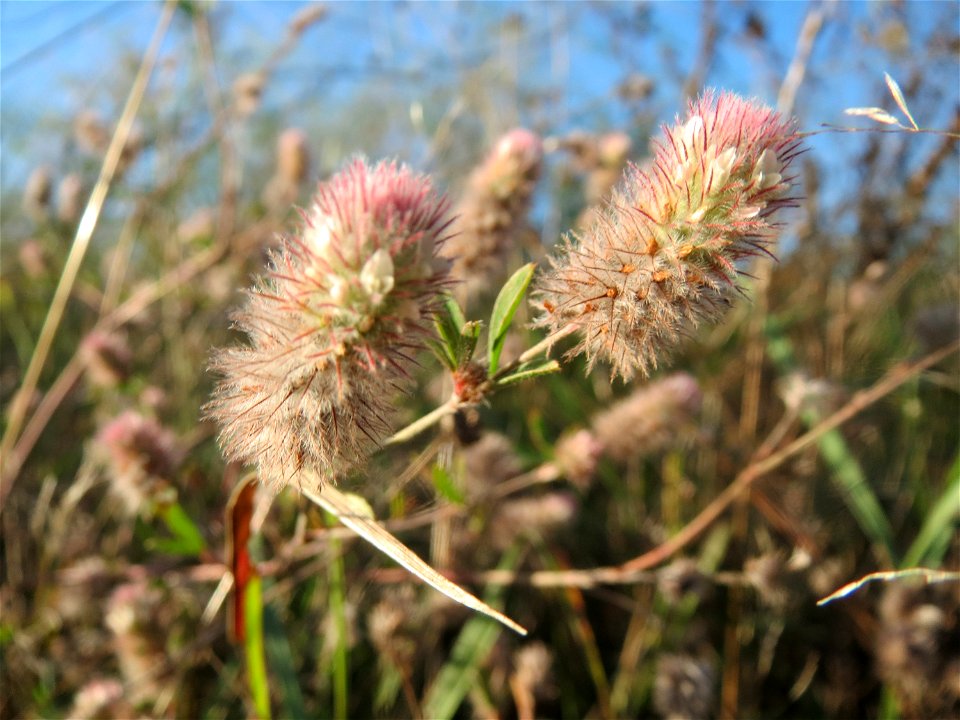 Hasen-Klee (Trifolium arvense) bei Ketsch