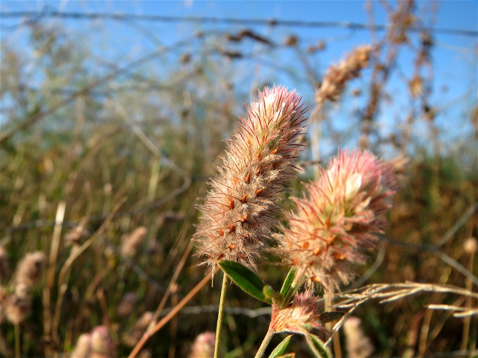 Hasen-Klee (Trifolium arvense) bei Ketsch