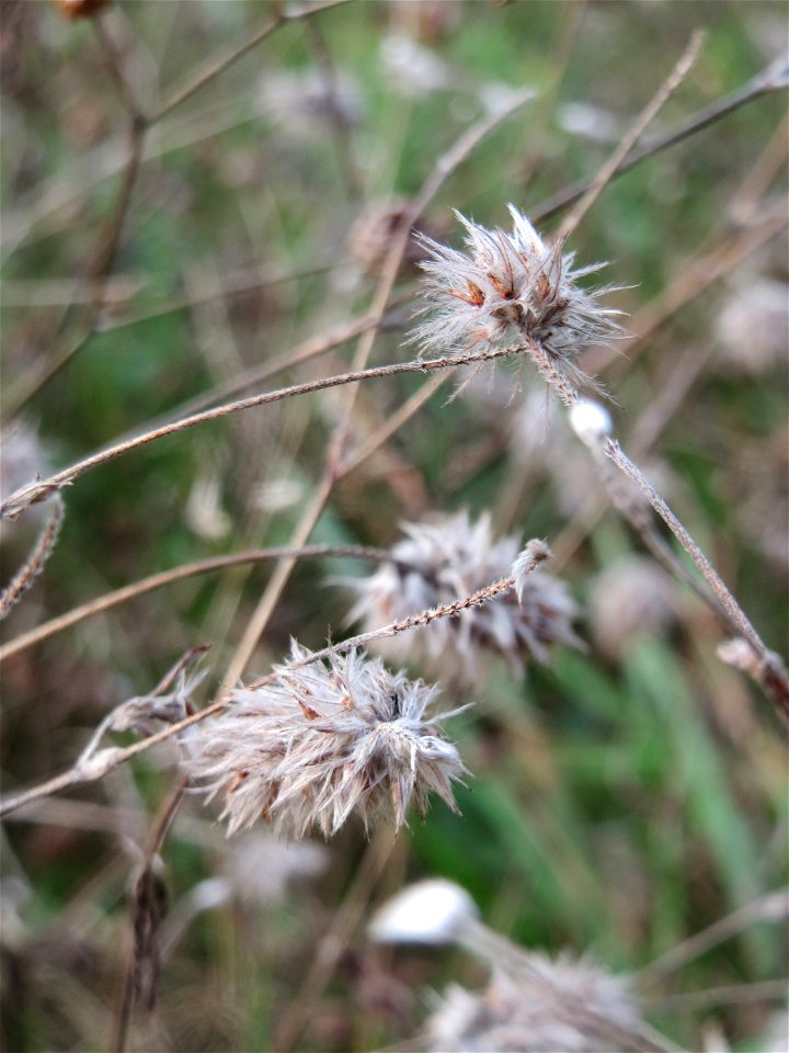 Hasen-Klee (Trifolium arvense) im Schwetzinger Hardt - an der Bahnstrecke Mannheim-Karlsruhe findet sich ein kleines Sandmagerrasen-Biotop mit typischer Binnendünen-Vegetation