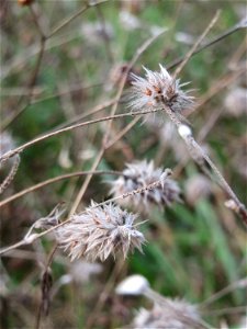 Hasen-Klee (Trifolium arvense) im Schwetzinger Hardt - an der Bahnstrecke Mannheim-Karlsruhe findet sich ein kleines Sandmagerrasen-Biotop mit typischer Binnendünen-Vegetation