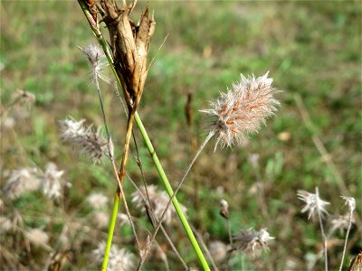 Hasen-Klee (Trifolium arvense) im Schwetzinger Hardt - an der Bahnstrecke Mannheim-Karlsruhe findet sich ein kleines Sandmagerrasen-Biotop mit typischer Binnendünen-Vegetation