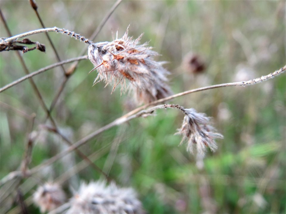 Hasen-Klee (Trifolium arvense) im Schwetzinger Hardt - an der Bahnstrecke Mannheim-Karlsruhe findet sich ein kleines Sandmagerrasen-Biotop mit typischer Binnendünen-Vegetation
