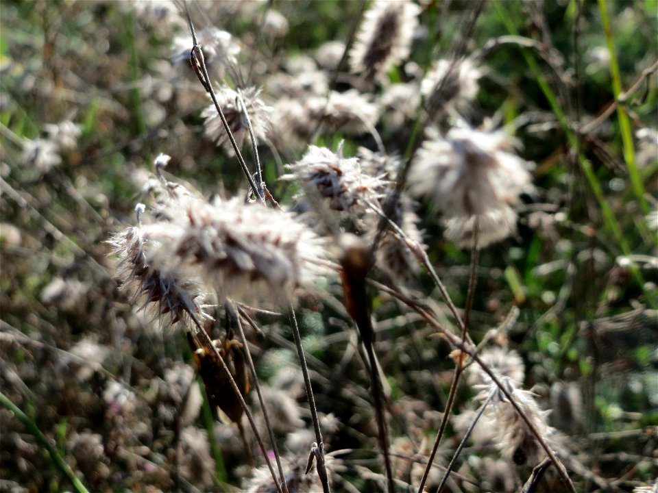 Hasen-Klee (Trifolium arvense) im Schwetzinger Hardt - an der Bahnstrecke Mannheim-Karlsruhe findet sich ein kleines Sandmagerrasen-Biotop mit typischer Binnendünen-Vegetation