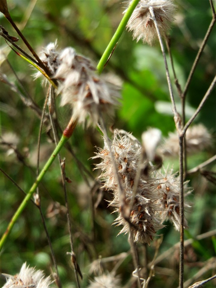 Hasen-Klee (Trifolium arvense) im Schwetzinger Hardt - an der Bahnstrecke Mannheim-Karlsruhe findet sich ein kleines Sandmagerrasen-Biotop mit typischer Binnendünen-Vegetation