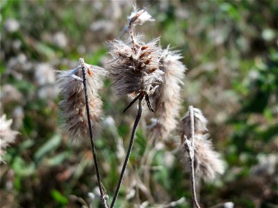 Hasen-Klee (Trifolium arvense) im Naturschutzgebiet Gewann Frankreich-Wiesental
