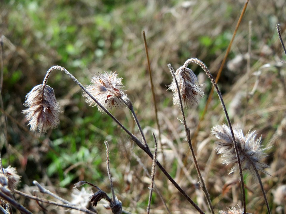 Hasen-Klee (Trifolium arvense) im Naturschutzgebiet Gewann Frankreich-Wiesental
