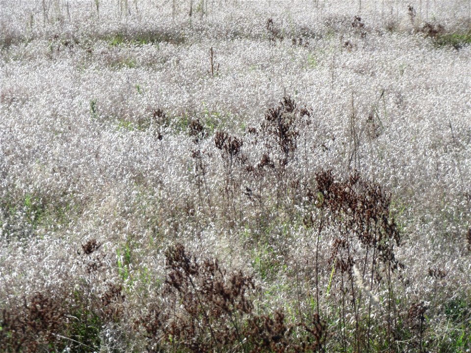Echtes Johanniskraut (Hypericum perforatum) in einem Meer von Hasen-Klee (Trifolium arvense) im Naturschutzgebiet Gewann Frankreich-Wiesental