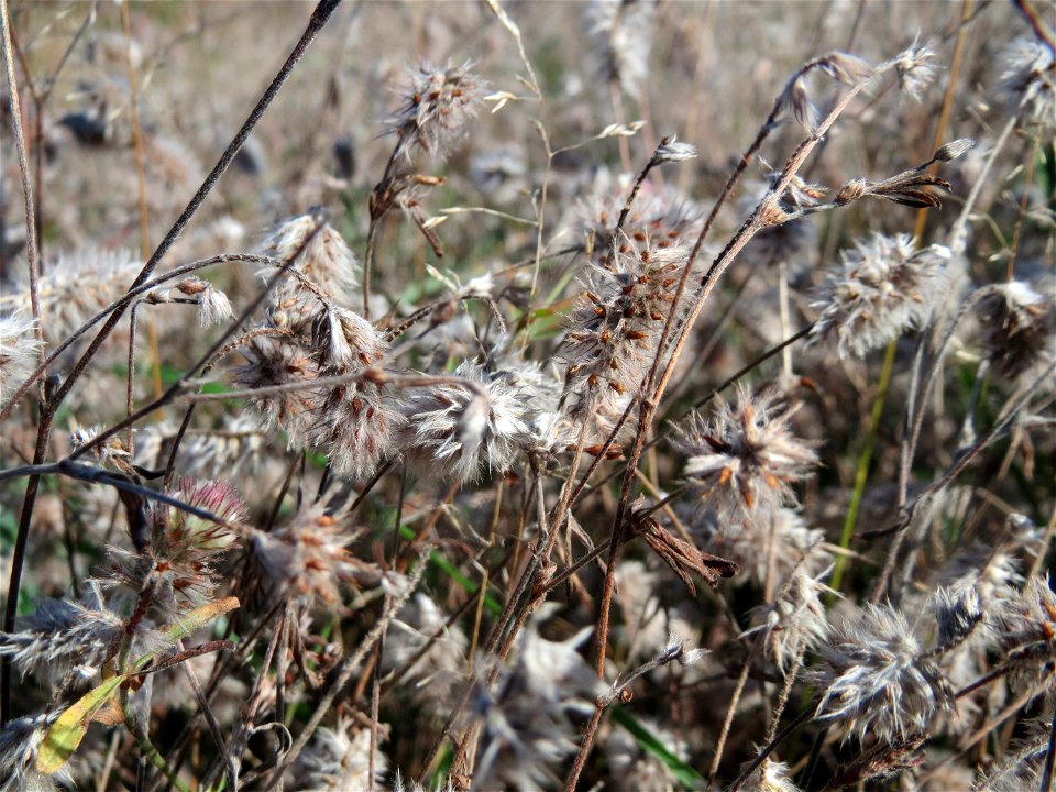 Hasen-Klee (Trifolium arvense) im Naturschutzgebiet Gewann Frankreich-Wiesental