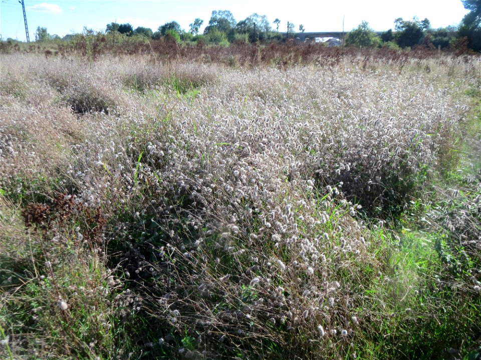 Ein schier endloses Meer von Hasen-Klee (Trifolium arvense) im Naturschutzgebiet Gewann Frankreich-Wiesental