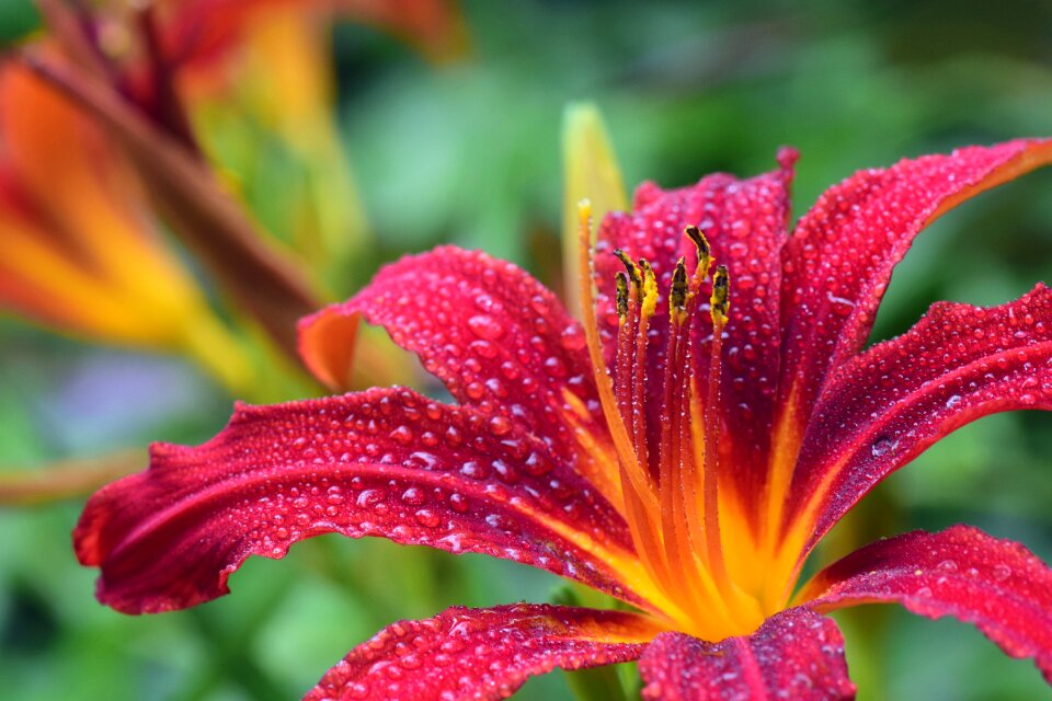 Bloom daylily wet