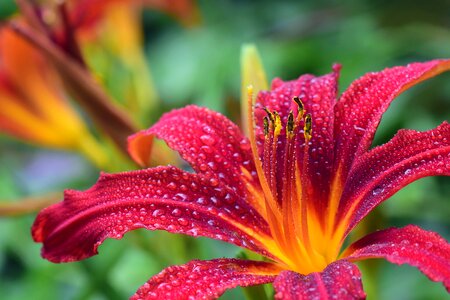 Bloom daylily wet photo