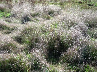 Ein schier endloses Meer von Hasen-Klee (Trifolium arvense) im Naturschutzgebiet Gewann Frankreich-Wiesental