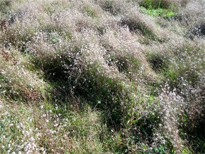 Ein schier endloses Meer von Hasen-Klee (Trifolium arvense) im Naturschutzgebiet Gewann Frankreich-Wiesental
