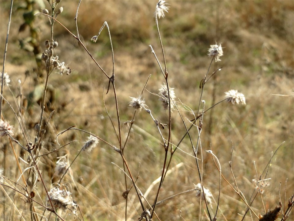 Hasen-Klee (Trifolium arvense) im Naturschutzgebiet Gewann Frankreich-Wiesental