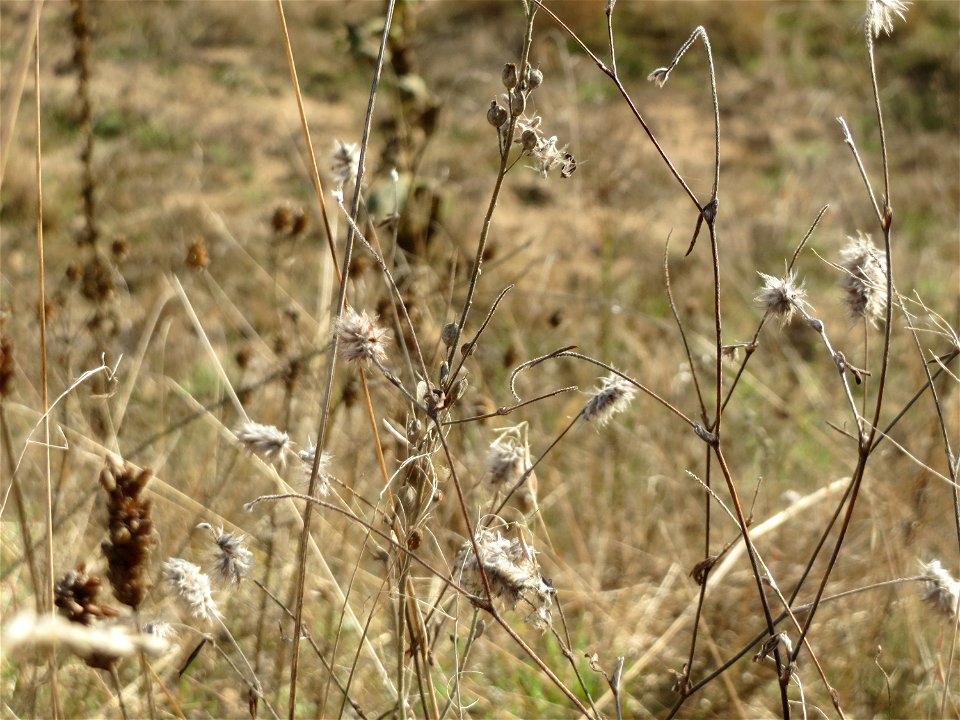 Hasen-Klee (Trifolium arvense) im Naturschutzgebiet Gewann Frankreich-Wiesental