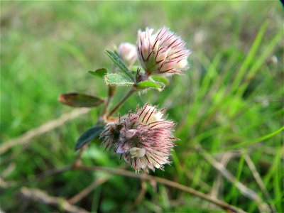 Hasen-Klee (Trifolium arvense) in Hockenheim