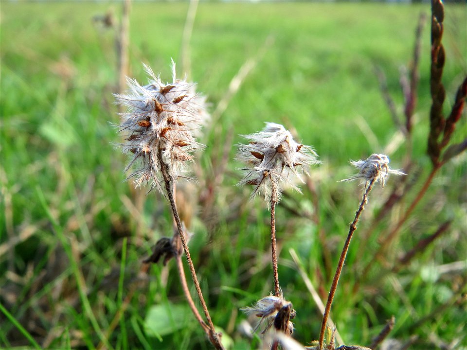 Hasen-Klee (Trifolium arvense) in Hockenheim