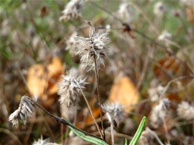 Fast verblühter Hasenklee (Trifolium arvense) bei Reilingen