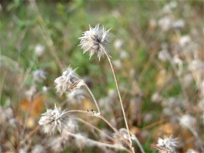 Fast verblühter Hasenklee (Trifolium arvense) bei Reilingen