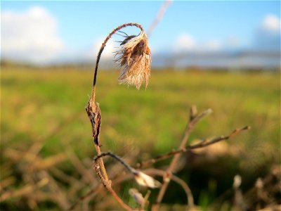 Hasen-Klee (Trifolium arvense) in Hockenheim