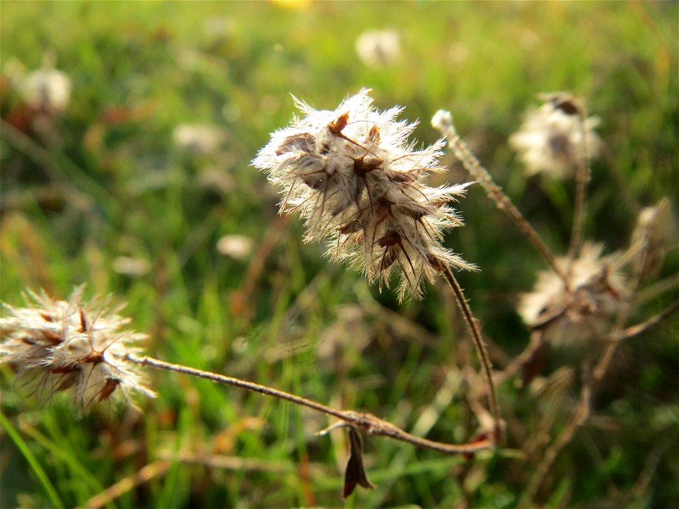 Hasen-Klee (Trifolium arvense) in Hockenheim