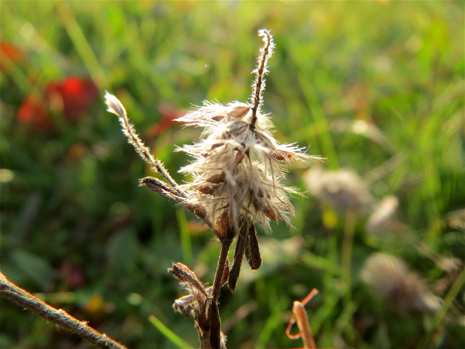 Hasen-Klee (Trifolium arvense) in Hockenheim