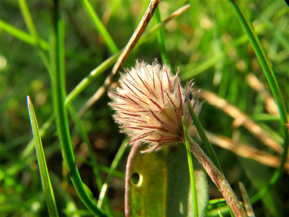 Hasen-Klee (Trifolium arvense) in Hockenheim