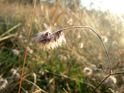 Hasen-Klee (Trifolium arvense) an der Düne der ehem. Ostkurve im Schwetzinger Hardt
