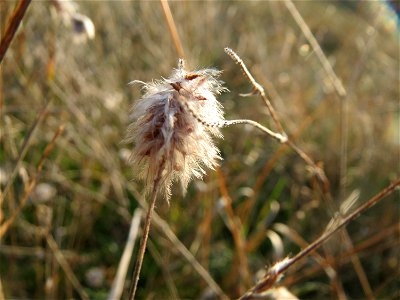 Hasen-Klee (Trifolium arvense) an der Düne der ehem. Ostkurve im Schwetzinger Hardt